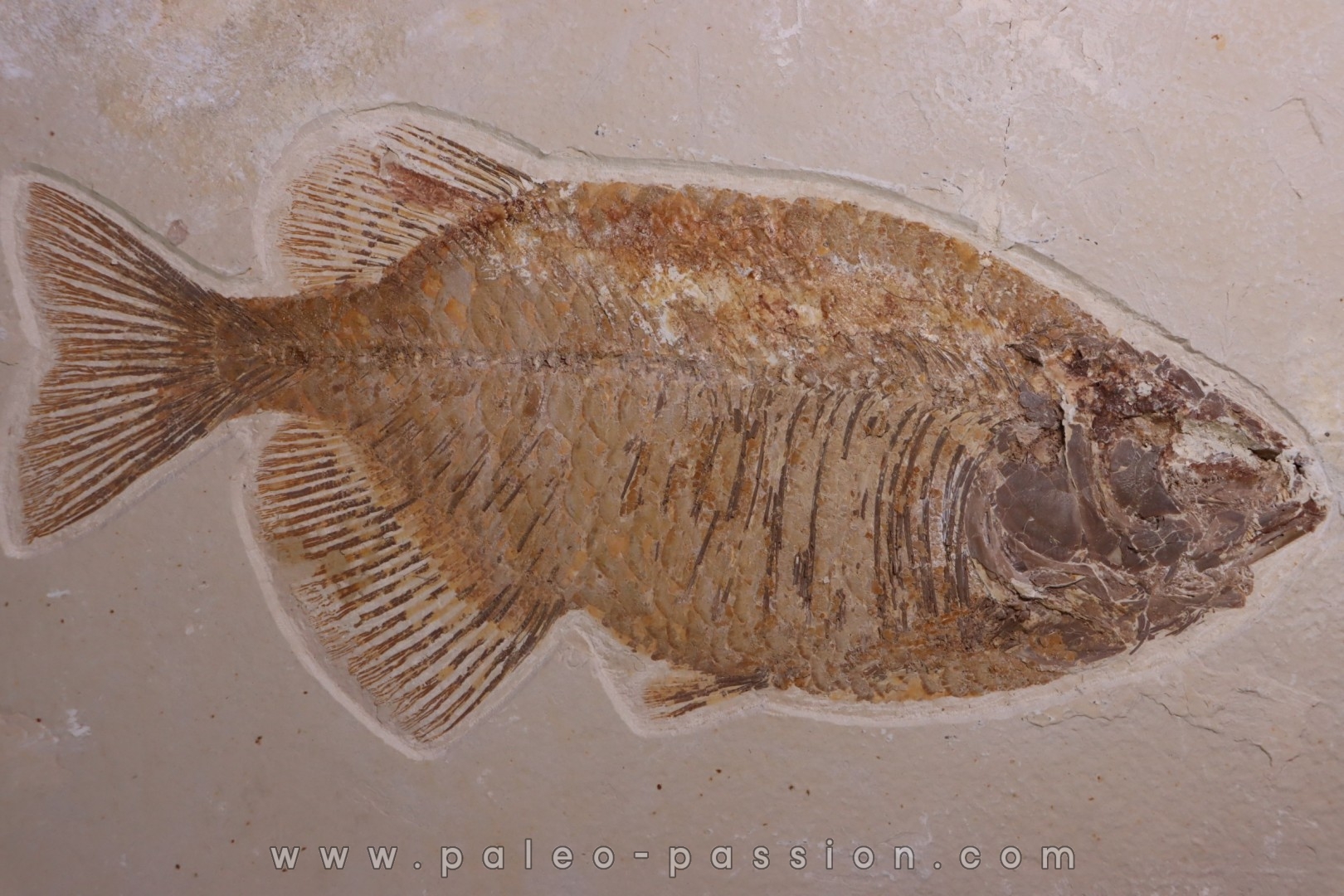 PHAREODUS testy - Eocène - green river fmt - Wyoming - USA