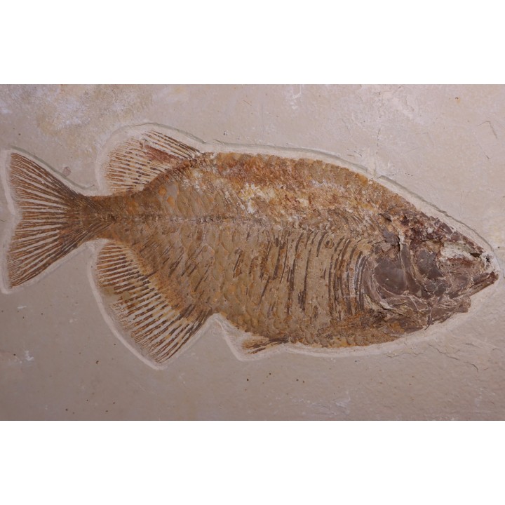 PHAREODUS testy - Eocène - green river fmt  - Wyoming - USA