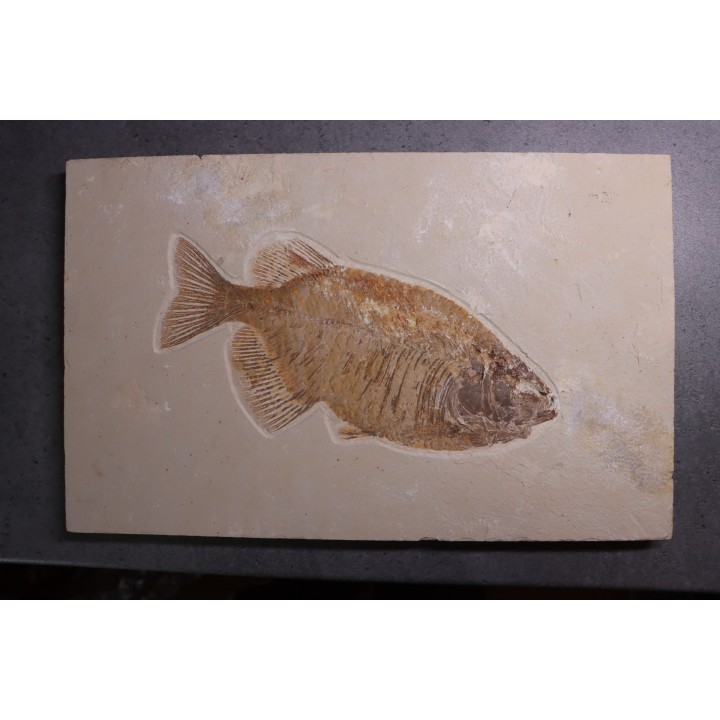 PHAREODUS testy - Eocène - green river fmt  - Wyoming - USA