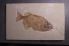 PHAREODUS testy - Eocène - green river fmt - Wyoming - USA