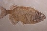 PHAREODUS testy - Eocène - green river fmt - Wyoming - USA