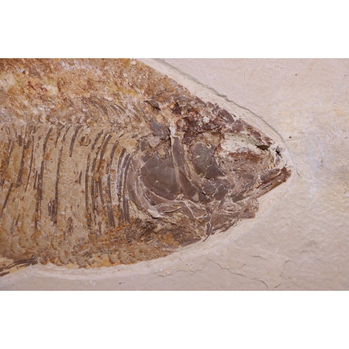 PHAREODUS testy - Eocène - green river fmt  - Wyoming - USA