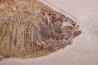 PHAREODUS testy - Eocène - green river fmt - Wyoming - USA