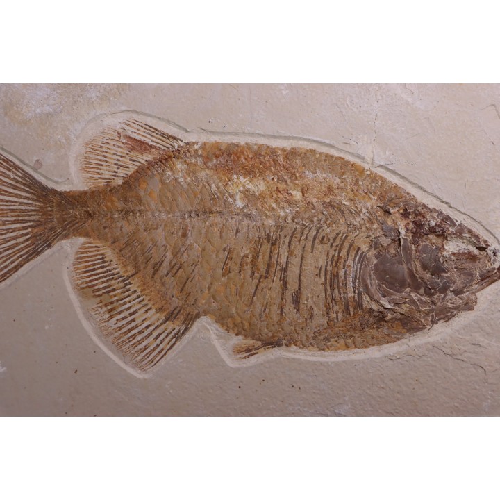 PHAREODUS testy - Eocène - green river fmt  - Wyoming - USA