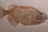 PHAREODUS testy - Eocène - green river fmt - Wyoming - USA