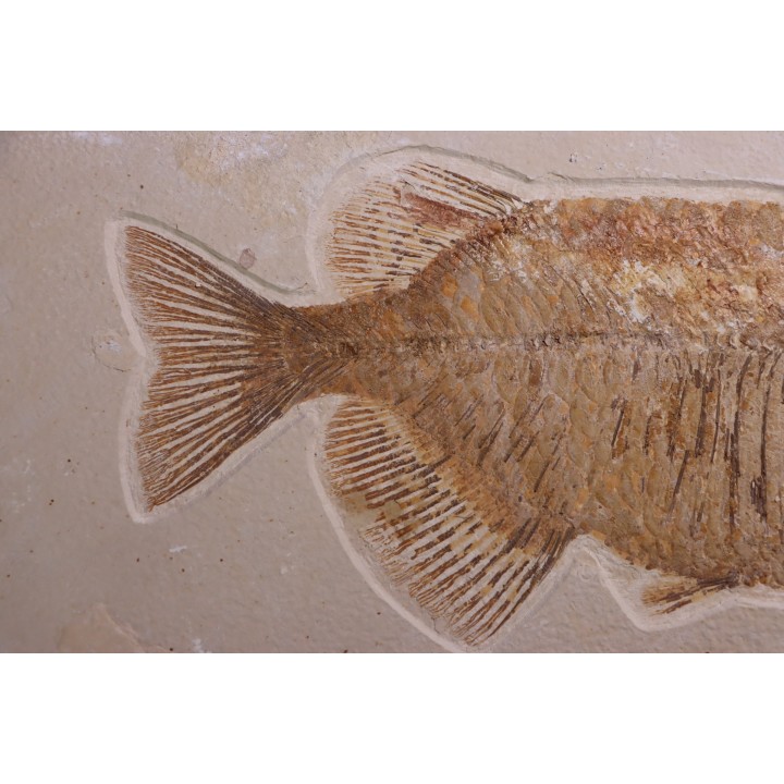 PHAREODUS testy - Eocène - green river fmt  - Wyoming - USA
