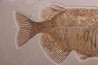 PHAREODUS testy - Eocène - green river fmt - Wyoming - USA