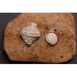 Abatocrinus subaequalis  Cryptoblastus melo  Mississippian  Burlington Fmt  Pike Co, Montana - USA