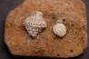 Abatocrinus subaequalis  Cryptoblastus melo  Mississippian  Burlington Fmt  Pike Co, Montana - USA