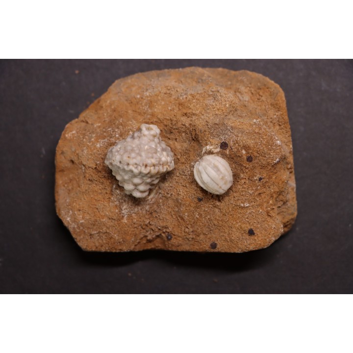 Abatocrinus subaequalis  Cryptoblastus melo  Mississippian  Burlington Fmt  Pike Co, Montana - USA