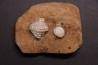 Abatocrinus subaequalis  Cryptoblastus melo  Mississippian  Burlington Fmt  Pike Co, Montana - USA