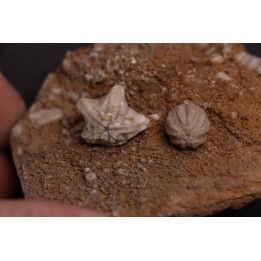Orophocrinus stellatus  Cryptoblastus melo  Mississippian  Burlington Fmt  Pike Co, Montana - USA