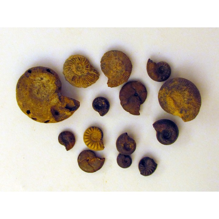 set of 10 ammonites TOARCIAN (6)