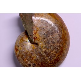 Goretophylloceras inflatum