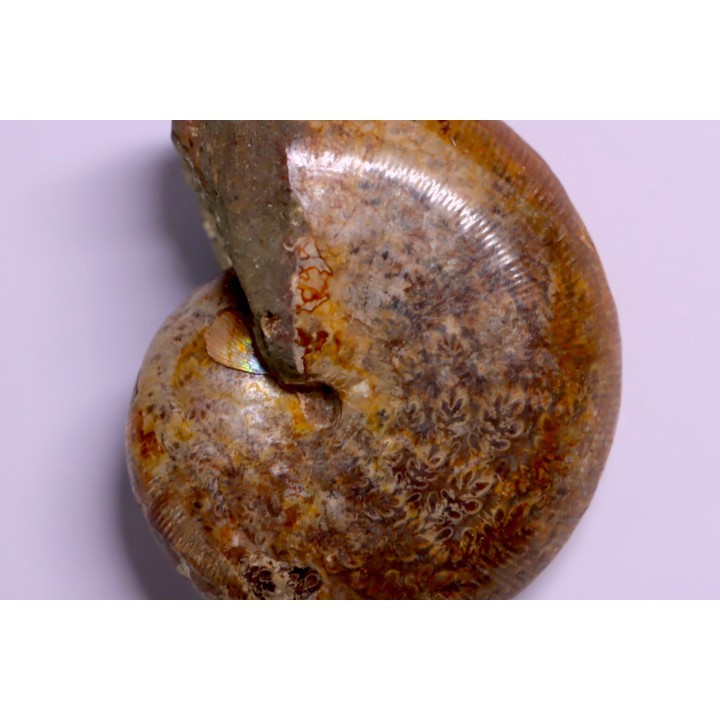 Goretophylloceras inflatum