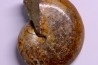 Goretophylloceras inflatum