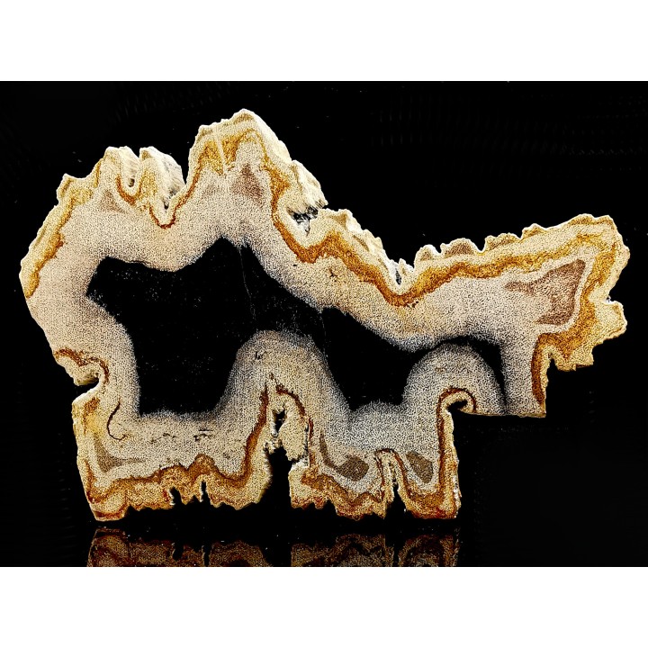 slice of wood   DIPTEROCARPUS  Miocéne  Banten province, Java, Indonesia
