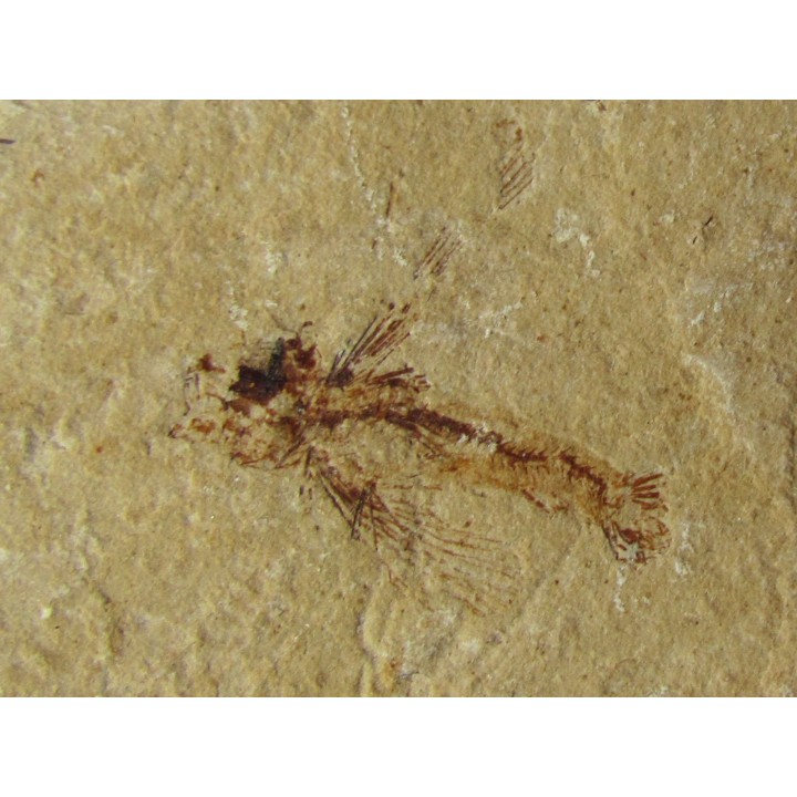 EXOCOETOIDES MINOR (flying fish)