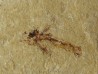 EXOCOETOIDES MINOR (poisson volant)