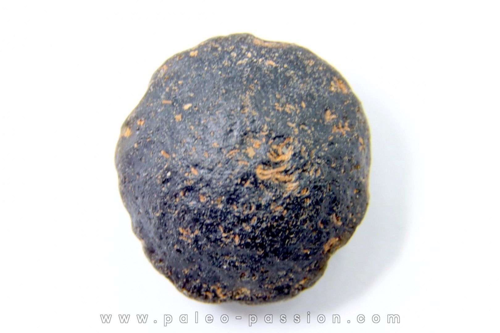Tektite: AUSTRALITE