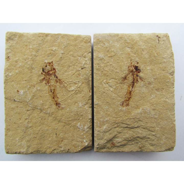 EXOCOETOIDES MINOR (flying fish)