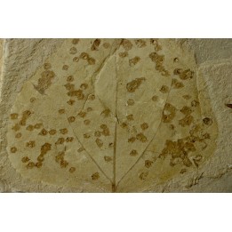 Populus willmattae avec  traces (blister-galls?) bien visible - eocène - Green River formation - Uintah County, Utah, - USA