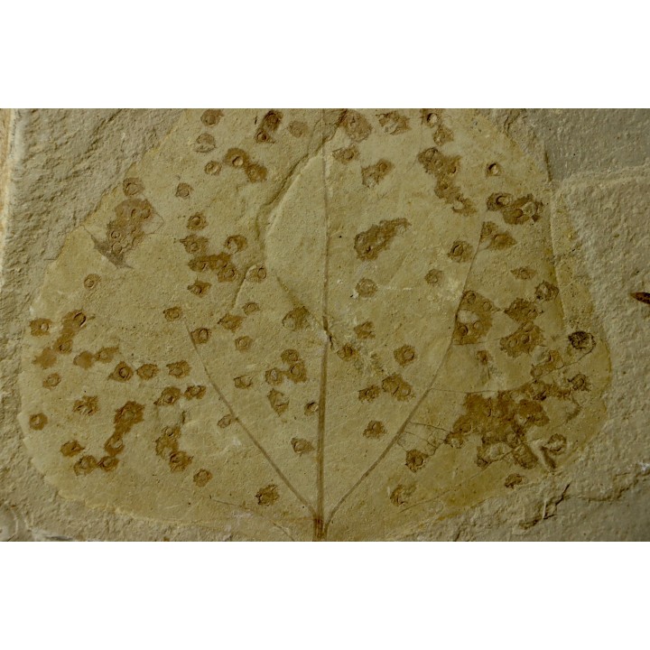 Populus willmattae avec  traces (blister-galls?) bien visible - eocène - Green River formation - Uintah County, Utah, - USA