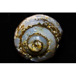 HELIX RAMONDI en lussatite - Miocéne - Dalet, Auvergne, FRANCE