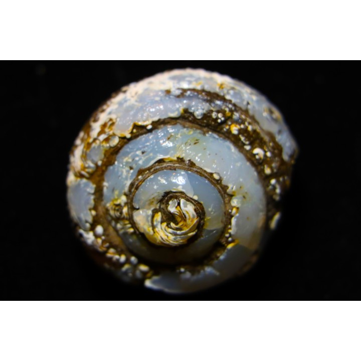 HELIX RAMONDI en lussatite - Miocéne - Dalet, Auvergne, FRANCE