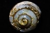 HELIX RAMONDI en lussatite - Miocéne - Dalet, Auvergne, FRANCE