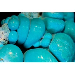chrysocolle  M fouati - République du Congo