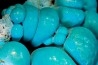 chrysocolle M fouati - République du Congo