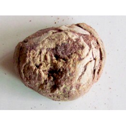 coprolithe - cretacé - kem-kem - MAROC (10)