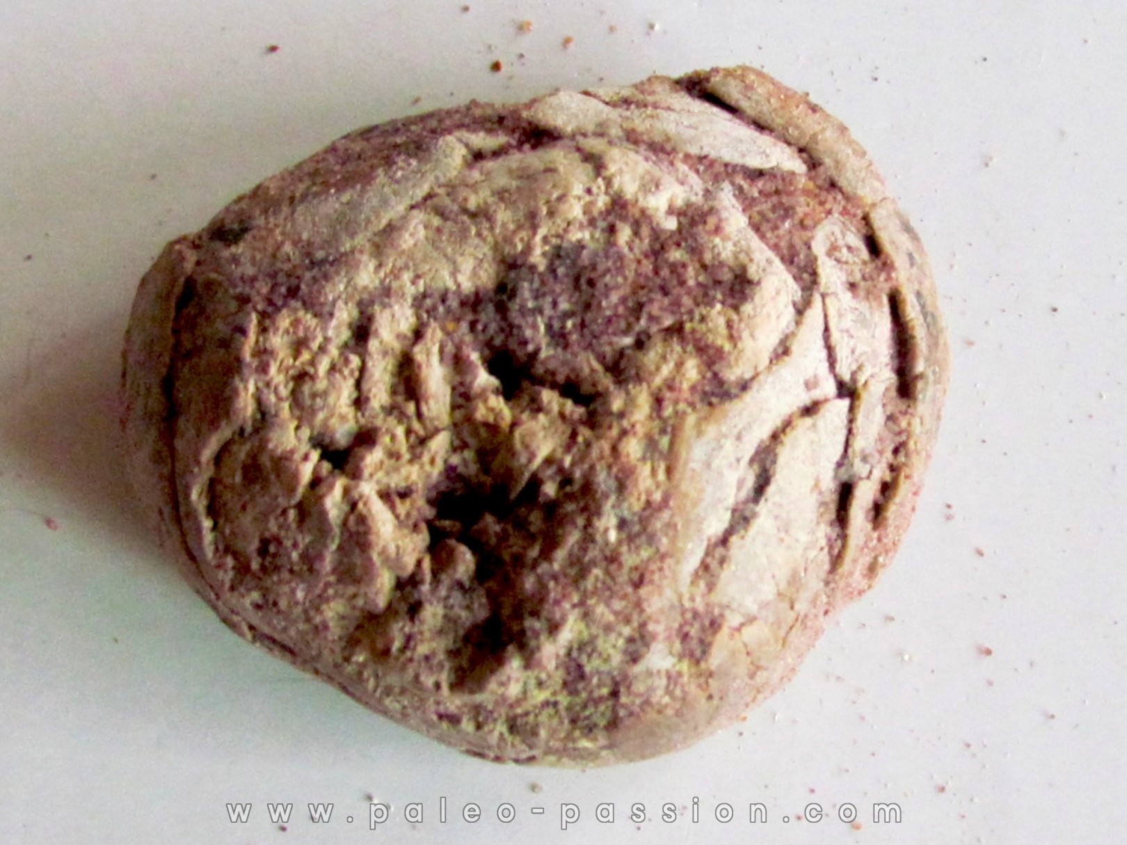 coprolithe - cretacé - kem-kem - MAROC (10)