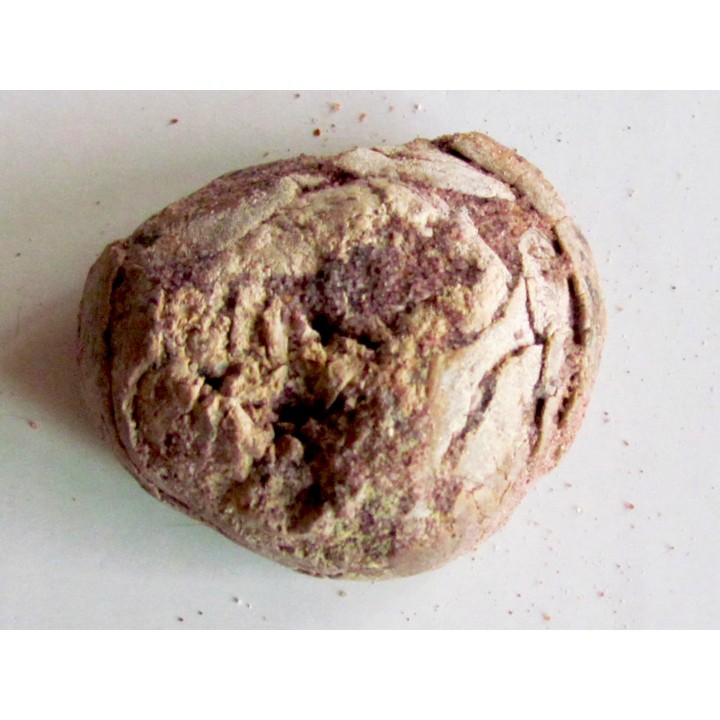 coprolith - cretaceous - kem-kem - MOROCCO (10)