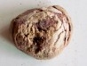 coprolithe - cretacé - kem-kem - MAROC (10)