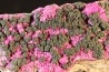 cobatodolomite et malachite  - Katanga, RDC