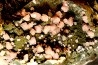 Rhodochrosite - Chihuahua, Mexico
