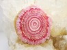 Rhodochrosite  Mina Capillitas, Andalgala, ARGENTINE