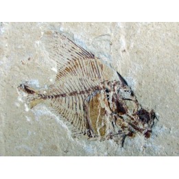 AIPICHTHYS VELIFER (2)