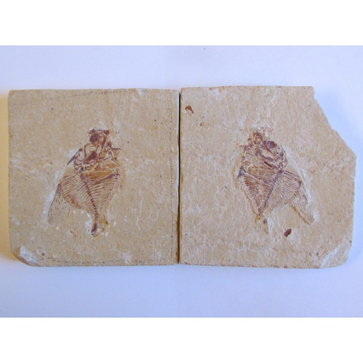 AIPICHTHYS VELIFER (2)