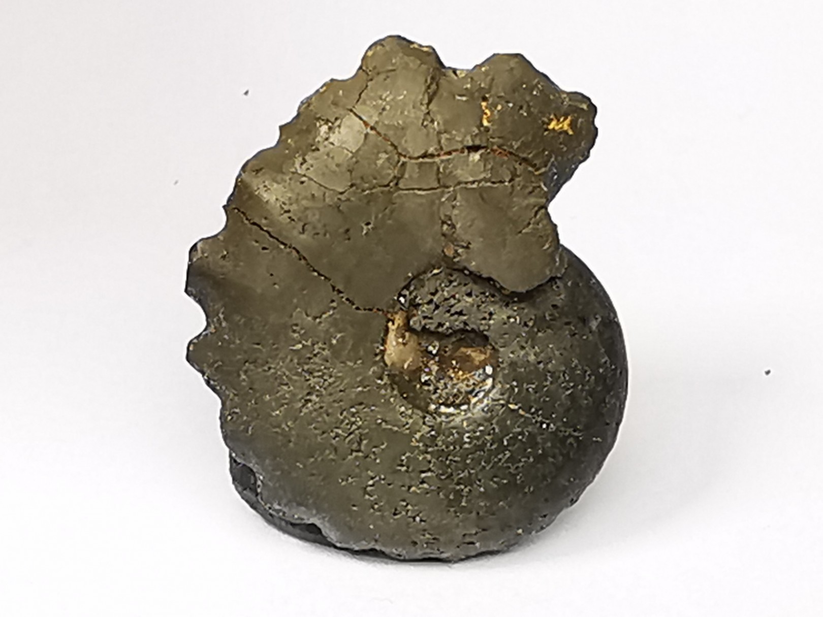 CRENICERAS RENGGERI - oxfordien inférieur - Rosureux (25) FRANCE