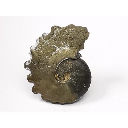 CRENICERAS RENGGERI  lower oxfordian  Rosureux (25) FRANCE