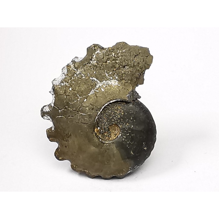 CRENICERAS RENGGERI  lower oxfordian  Rosureux (25) FRANCE