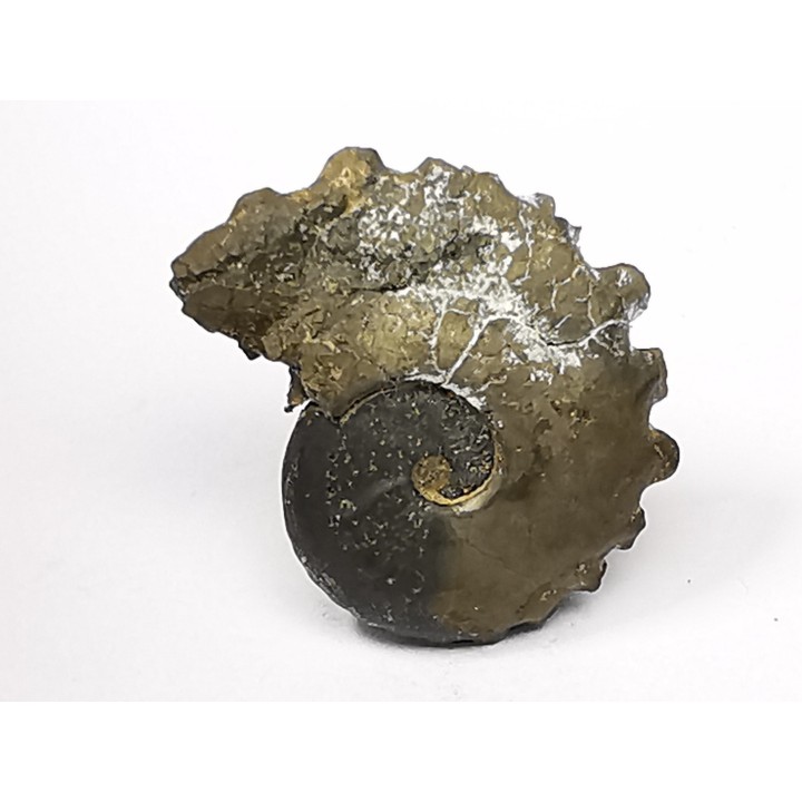 CRENICERAS RENGGERI  lower oxfordian  Rosureux (25) FRANCE