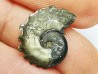 CRENICERAS RENGGERI - oxfordien inférieur - Rosureux (25) FRANCE