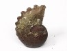 CRENICERAS RENGGERI - oxfordien inférieur - Rosureux (25) FRANCE