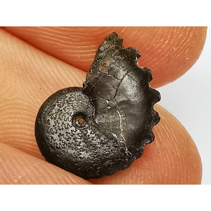 CRENICERAS RENGGERI  lower oxfordian  Rosureux (25) FRANCE