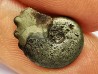 CRENICERAS RENGGERI - oxfordien inférieur - Rosureux (25) FRANCE
