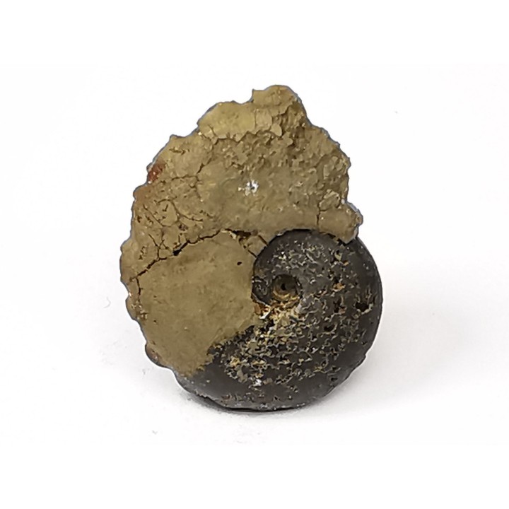 CRENICERAS RENGGERI  lower oxfordian  Rosureux (25) FRANCE